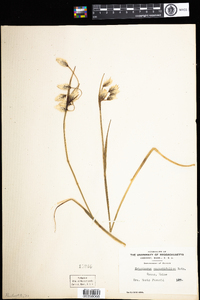 Eriophorum angustifolium image