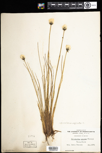 Eriophorum vaginatum image