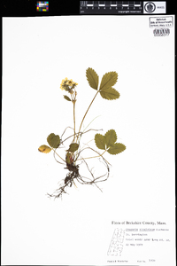 Fragaria virginiana image