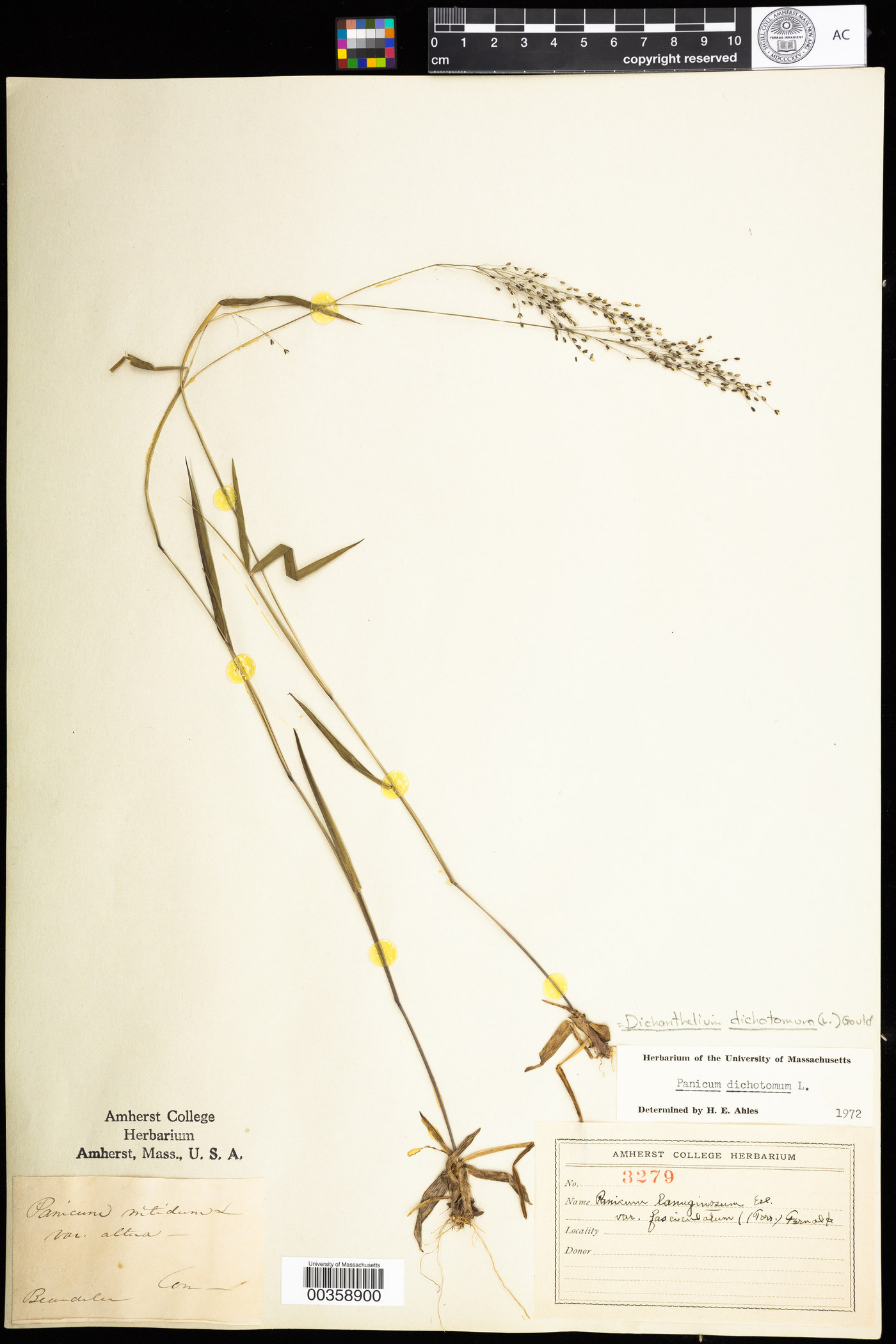 Dichanthelium dichotomum image