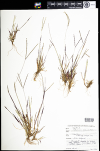 Digitaria ischaemum image