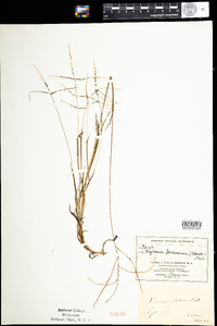 Digitaria ischaemum image