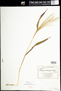 Digitaria sanguinalis image