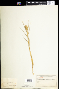 Distichlis spicata image