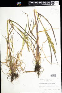 Echinochloa muricata image