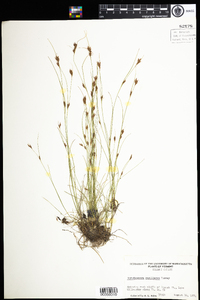 Rhynchospora capillacea image