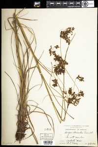 Scirpus atrocinctus image