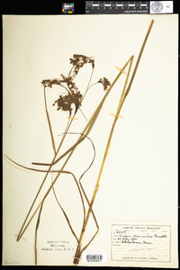 Scirpus atrocinctus image