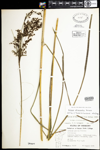 Scirpus atrocinctus image