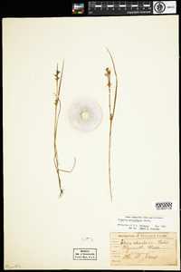 Scleria reticularis image