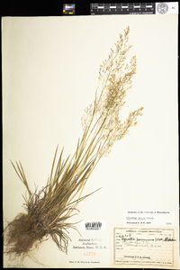 Agrostis capillaris image