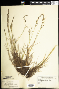 Agrostis capillaris image