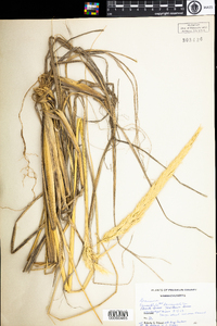 Ammophila breviligulata image