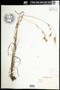 Bromus secalinus image