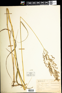 Calamagrostis canadensis image