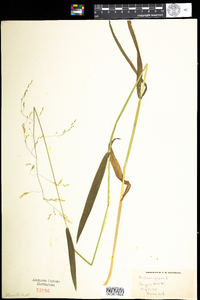 Milium effusum image