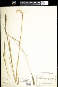 Muhlenbergia glomerata image