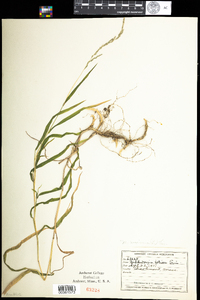 Muhlenbergia mexicana image