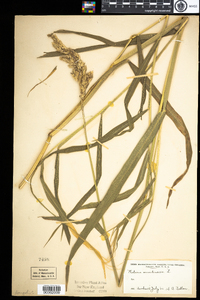 Phalaris arundinacea image