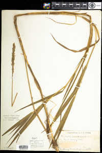 Phalaris arundinacea image