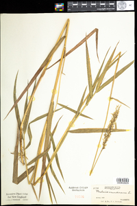 Phalaris arundinacea image