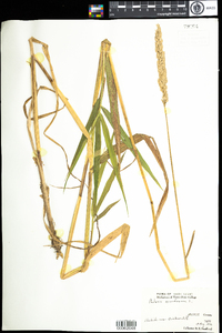 Phalaris arundinacea image