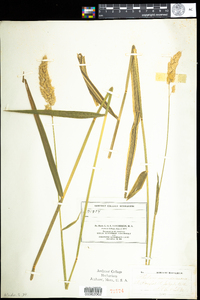 Phalaris arundinacea image