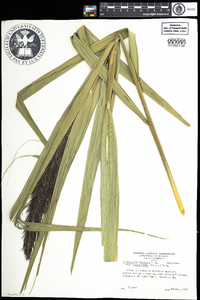 Phragmites australis image