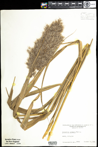 Phragmites australis image