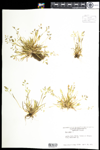 Poa annua image