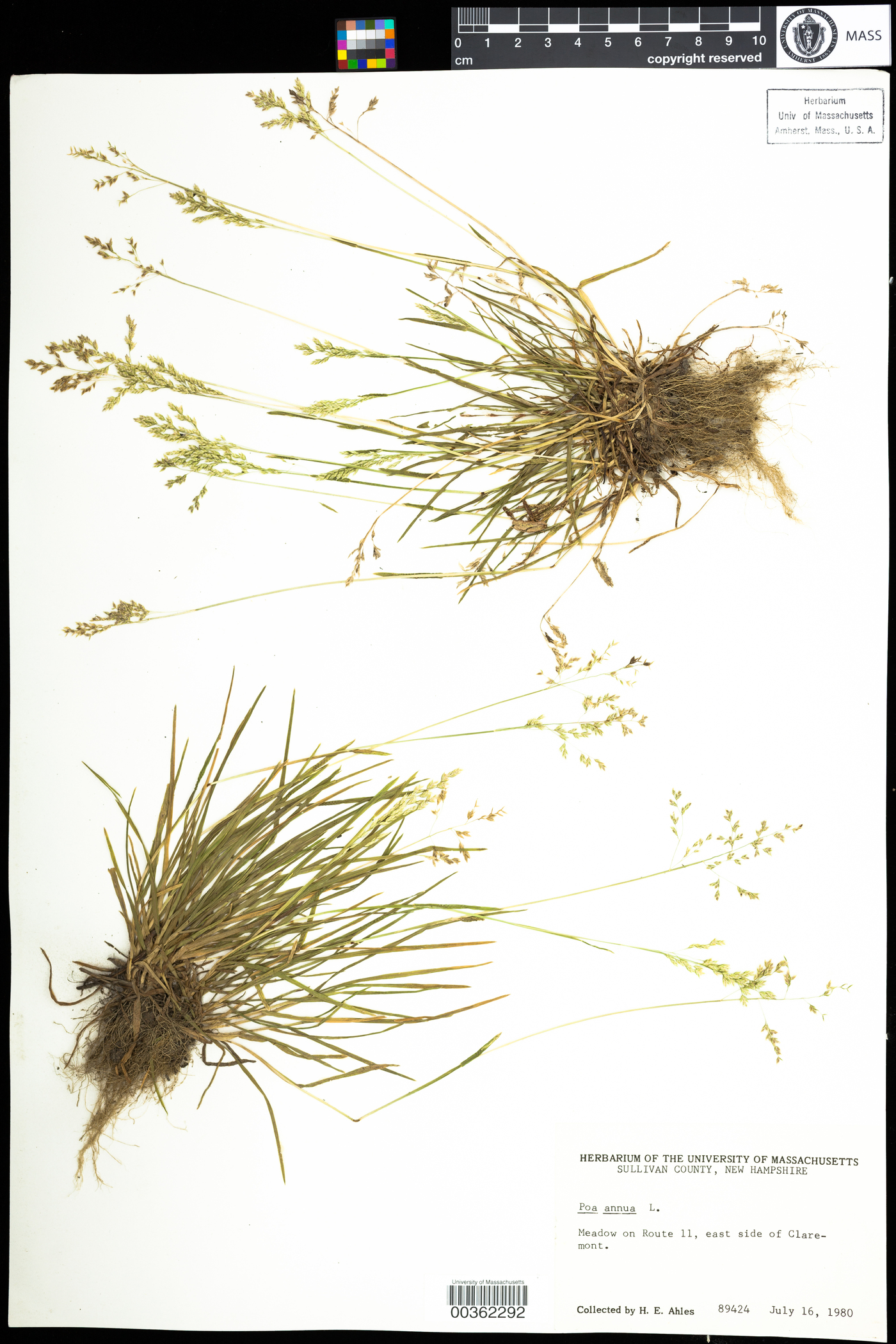 Poa annua image