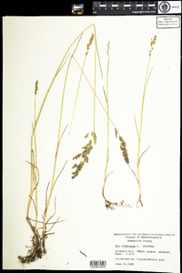 Poa compressa image