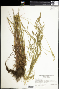 Poa palustris image