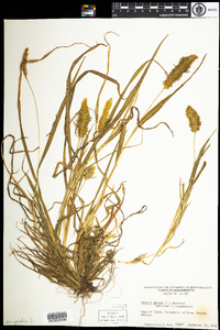 Setaria pumila image