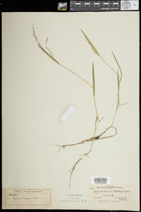 Torreyochloa pallida var. fernaldii image