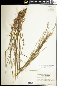 Schizachyrium scoparium image