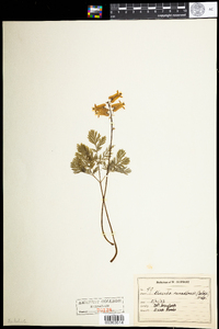 Dicentra canadensis image