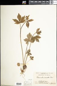 Ranunculus recurvatus image