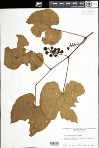 Vitis aestivalis image