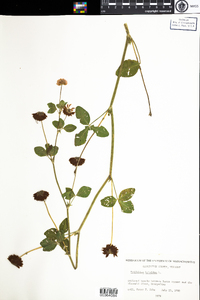 Trifolium hybridum image