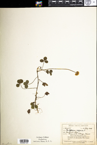 Trifolium repens image