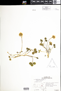 Trifolium repens image