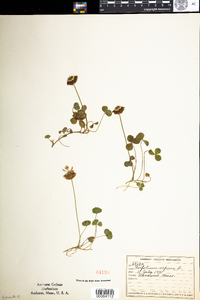 Trifolium repens image