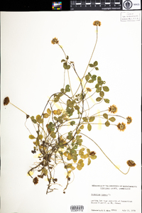 Trifolium repens image