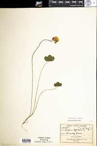 Trifolium repens image