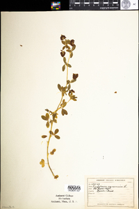 Trifolium aureum image