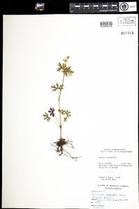 Geranium bicknellii image