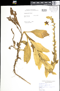 Verbascum phlomoides image