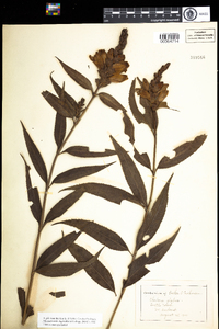 Chelone glabra image