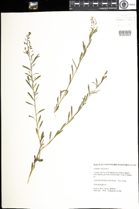 Lepidium virginicum image